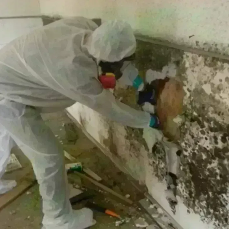 Mold Remediation and Removal in Alief, TX